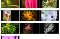 Botanical Photography Tips  & why I am so buzzed about it.